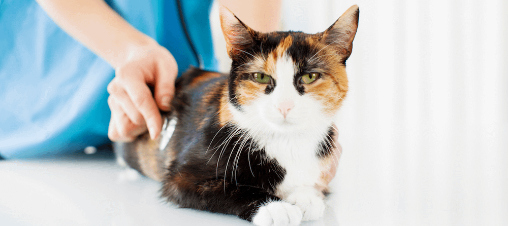 cat with vet