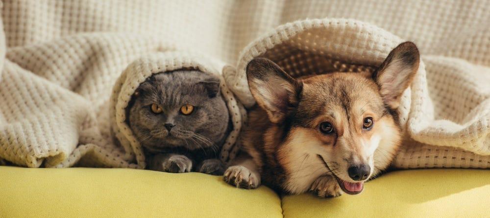 British Shorthair cat and Corgi dog under blanket on couch