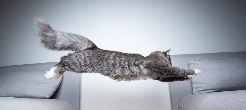 Maine Coon cat with cat zoomies