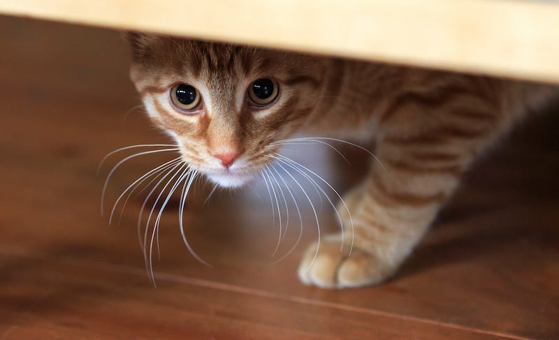 anxious orange cat hiding under the table