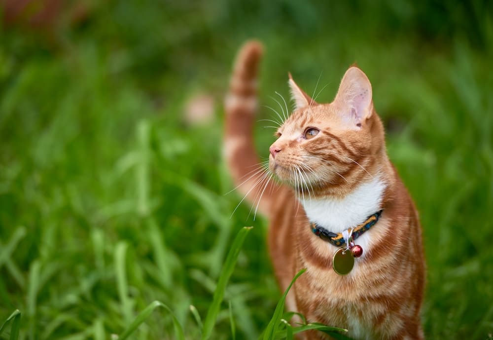 cat collar and id tag for an outdoor cat