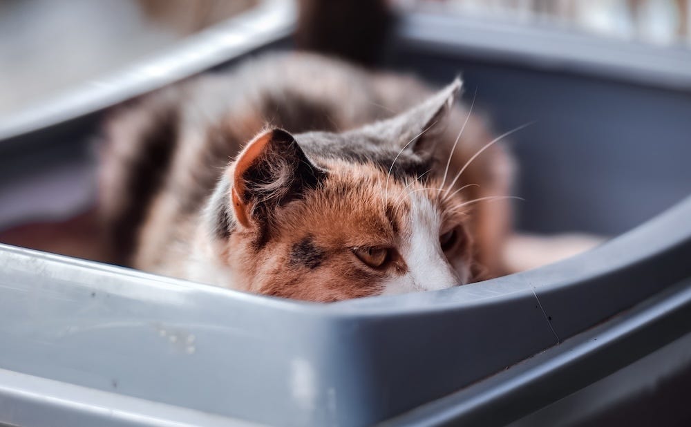 cat guarding the litter box