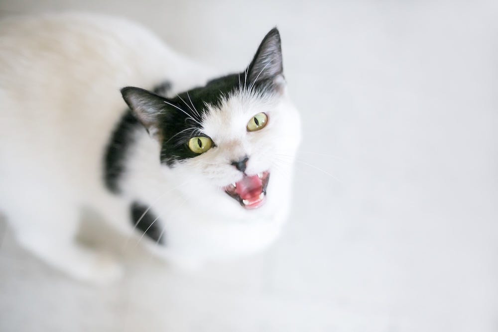 excessive meowing from a lonely cat