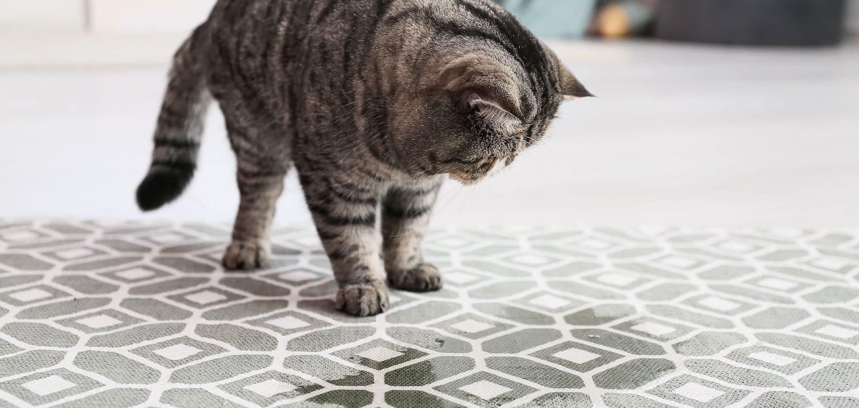 Cat suddenly not peeing in litter box best sale