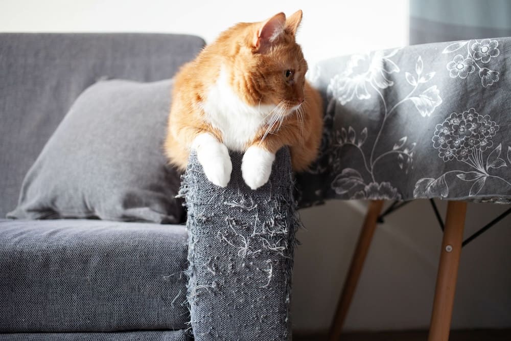 cat proofing your home – cat scratching furniture