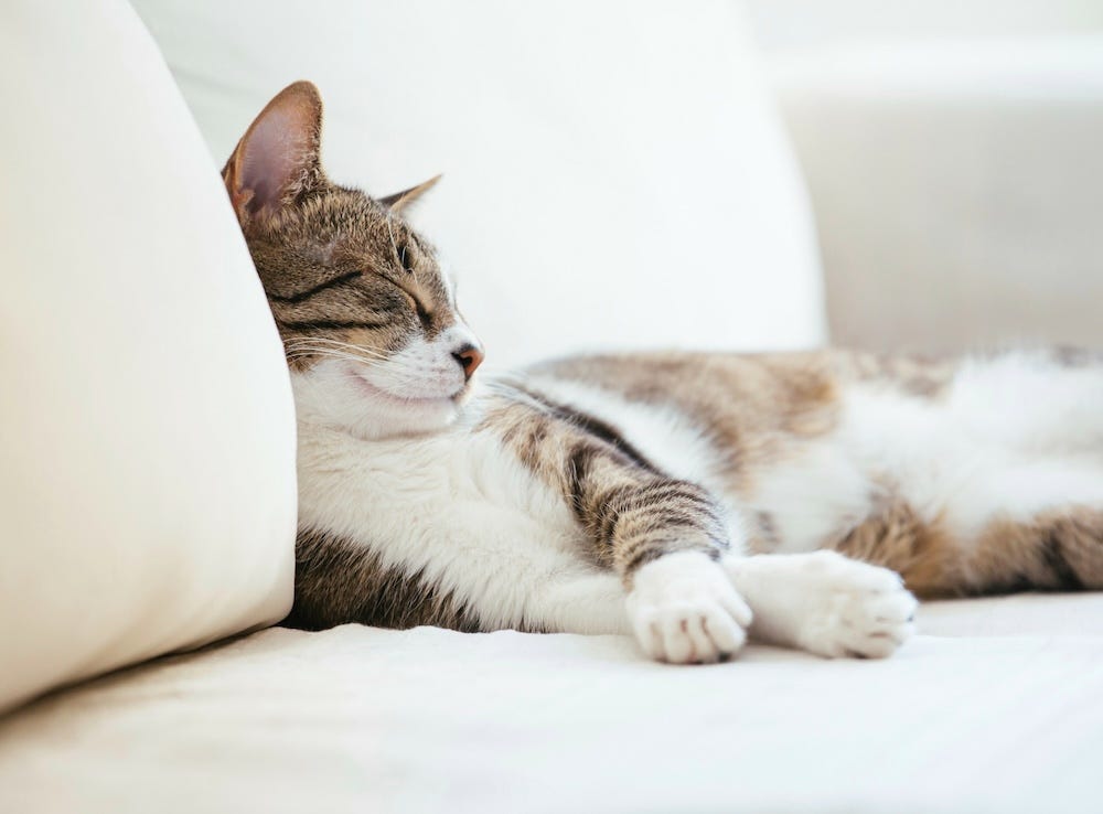 leaving your cat home when going away traveling