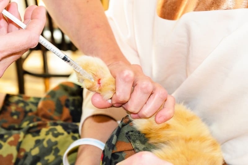 snake bite on a cat treated at the vet