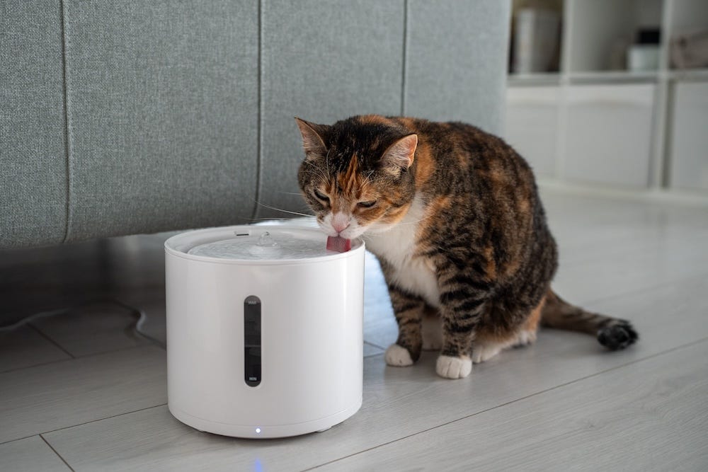 cat water fountain