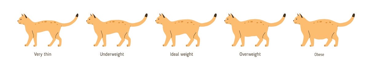 cat weight infographic - thin to overweight cat chart