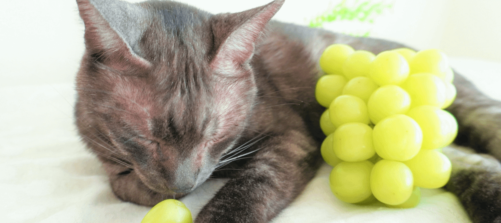 Is grapes bad for cats hotsell