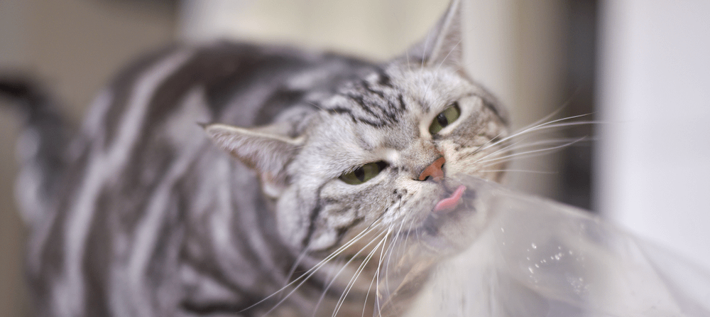 American Shorthair cat licking plastic