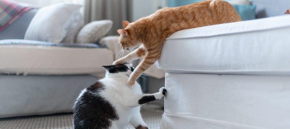 tuxedo cat and orange tabby cat play fighting