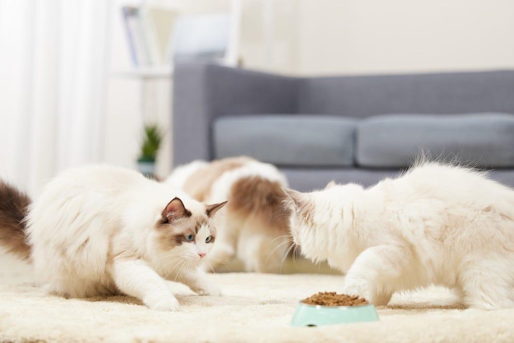 cats fighting over food