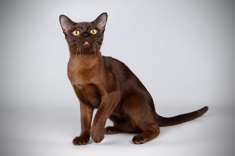 chocolate burmese cat color