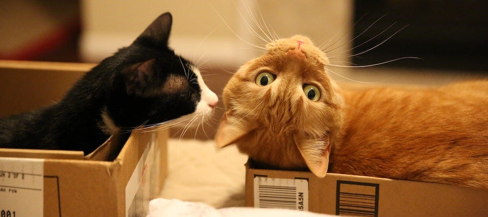 tuxedo cat and orange tabby cat in boxes