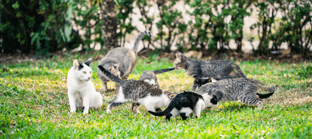 What Is a Group of Cats Called Litter Robot