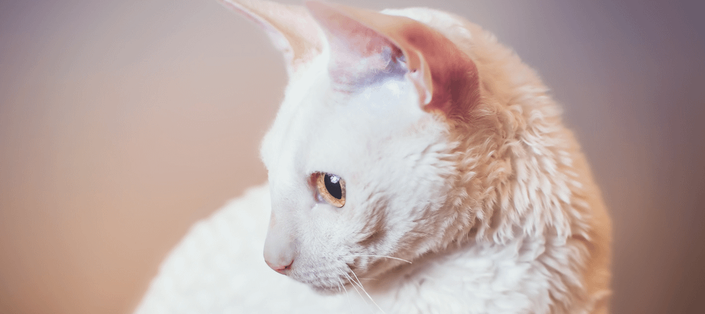 Cornish rex allergies fashion