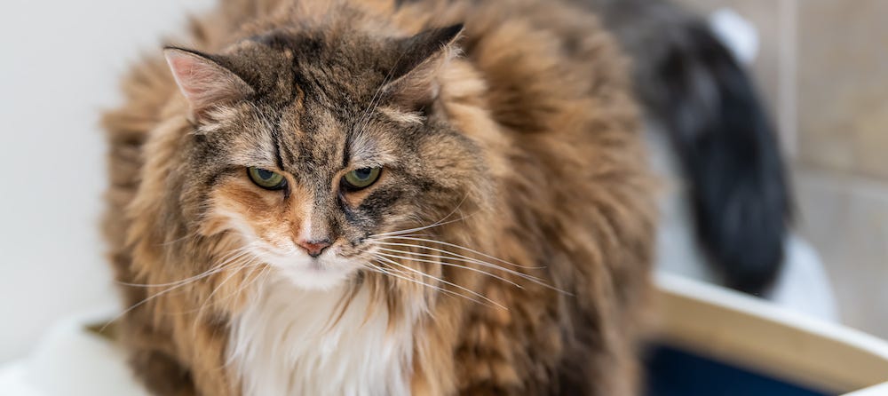 Maine Coon cat unhappy in litter box