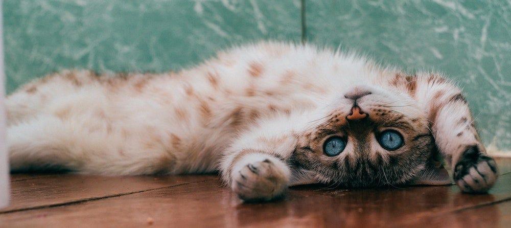 Cat stopped using litter tray best sale