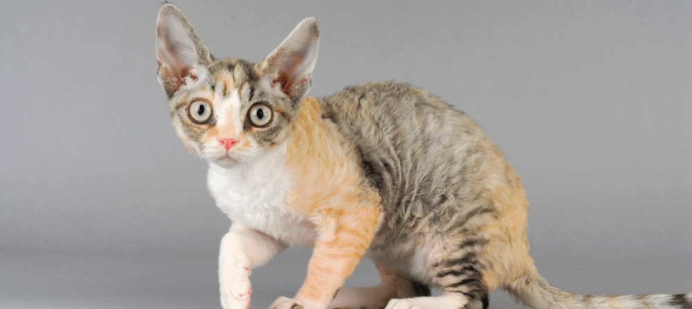 calico Devon Rex cat