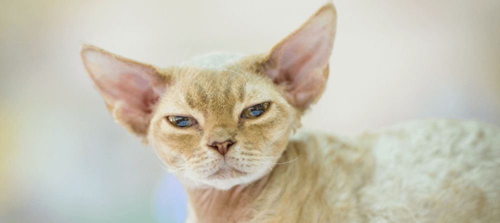 cream-colored Devon Rex cat