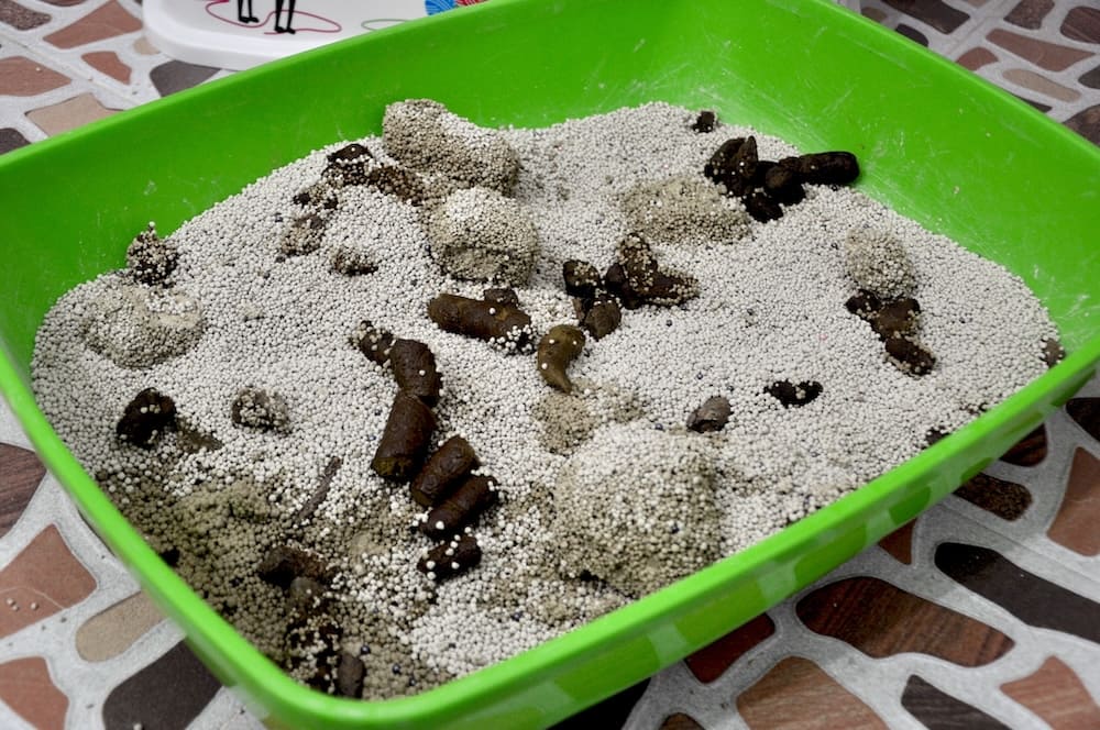 dirty litter box causing cat to pee outside the litter box