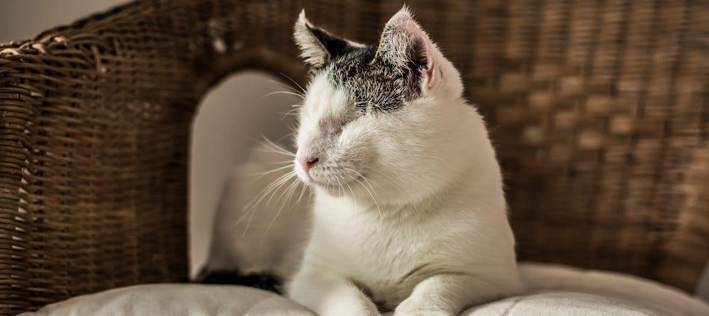Caring for a Disabled Cat: What You Need To Know 