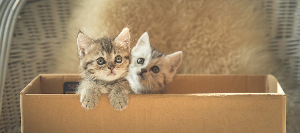 two kittens in disposable litter box
