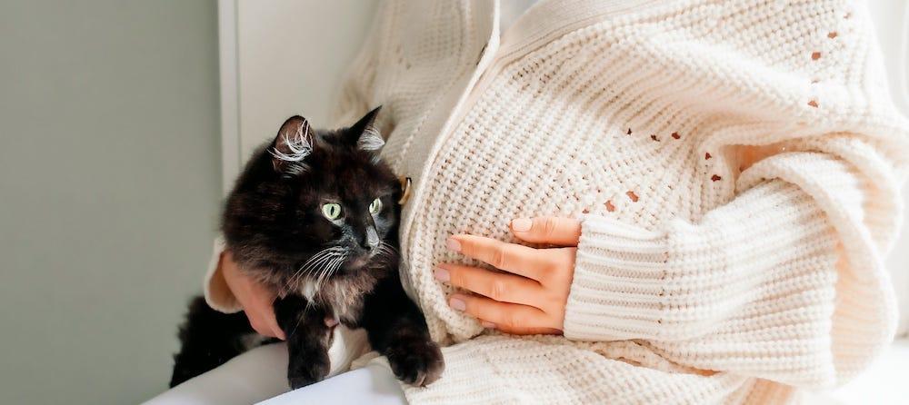 long-haired black cat next to pregnant belly