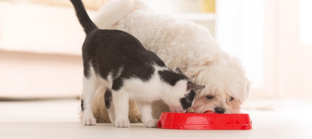 How To Keep Your Dog Out Of Your Cat's Food