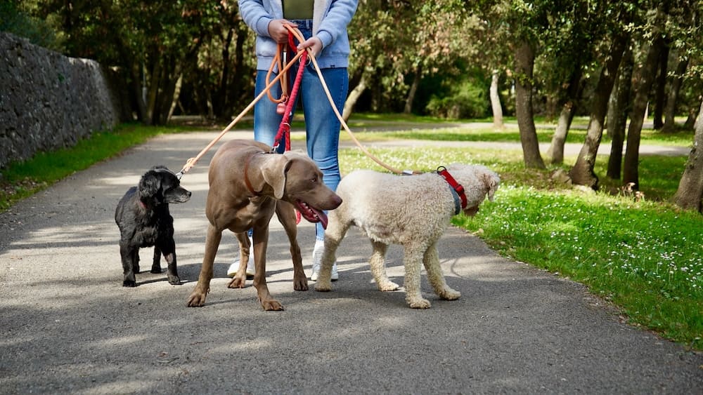 pet sitter walking dogs as per pet sitter instructions