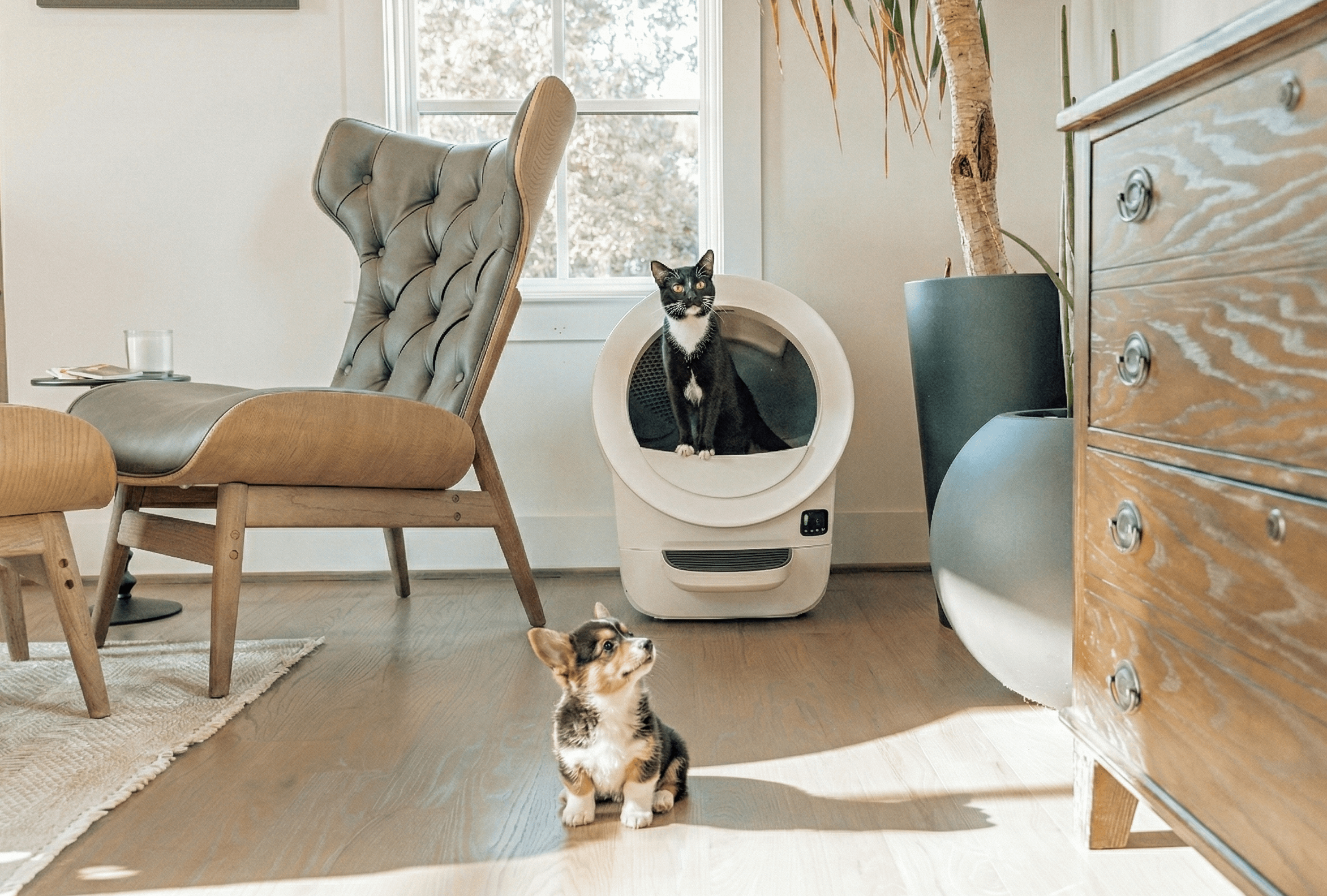 small dog with Litter-Robot EVO