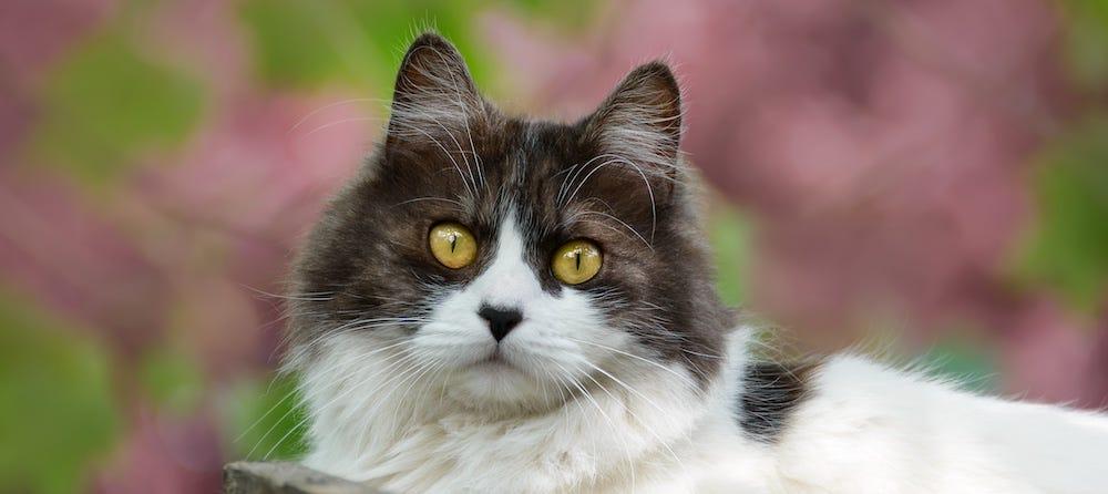 tuxedo Domestic Longhair cat