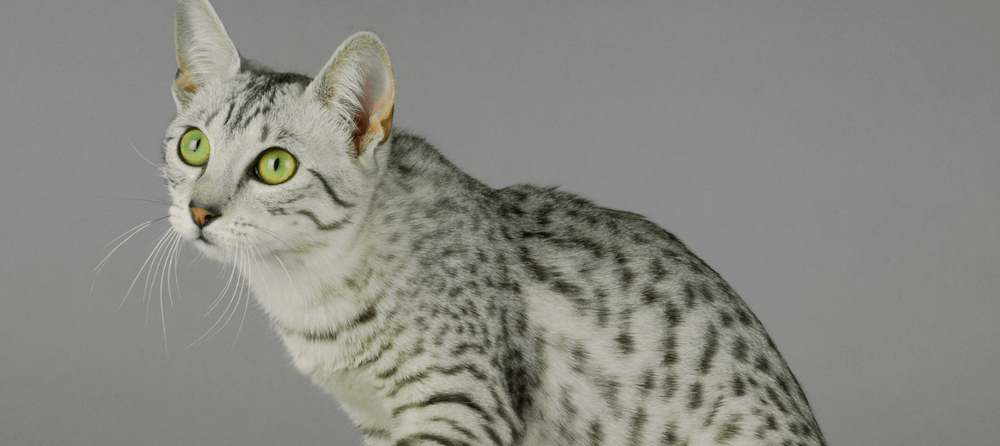 silver Egyptian Mau cat