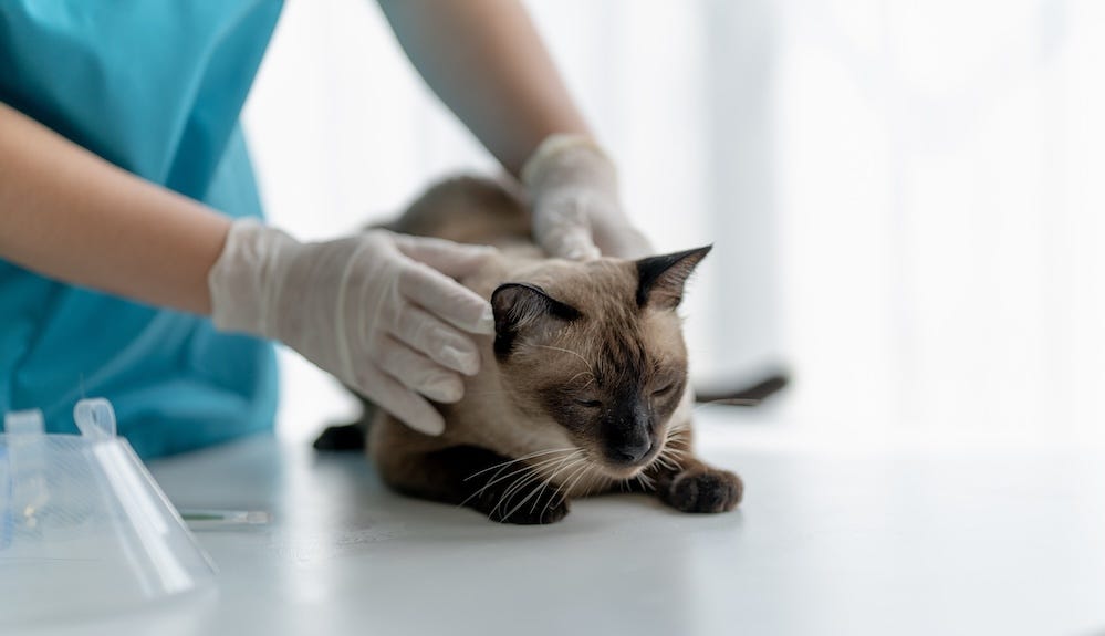 cat at emergency veterinarian