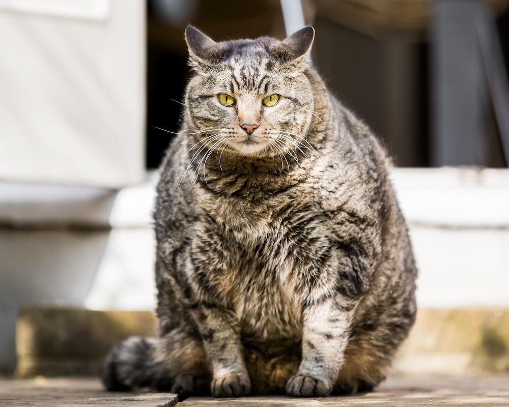 very fat cat 