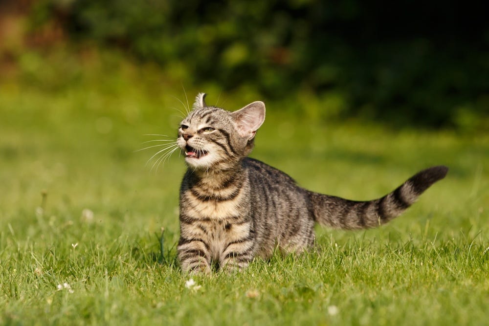 flehmen response in an outdoor cat