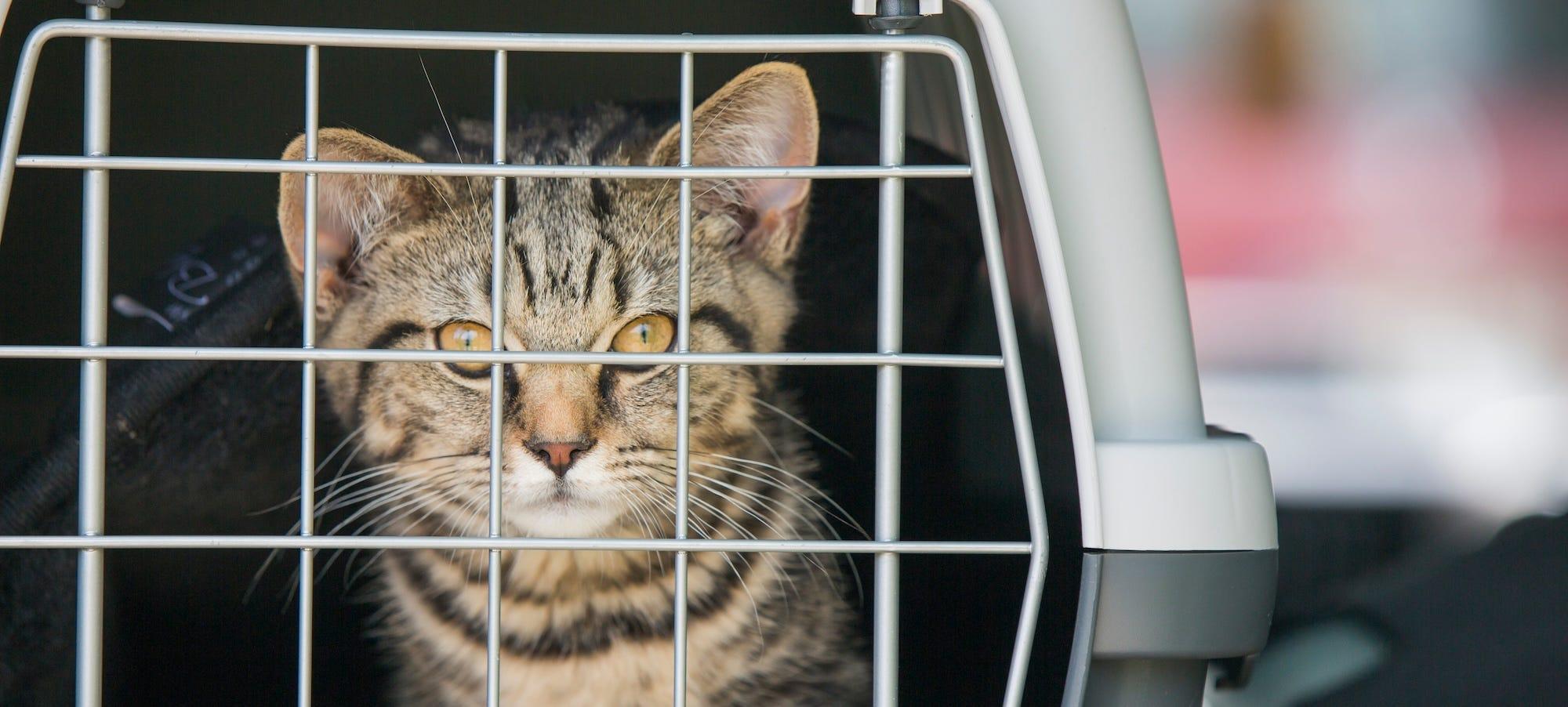 brown tabby kitten in cat carrier