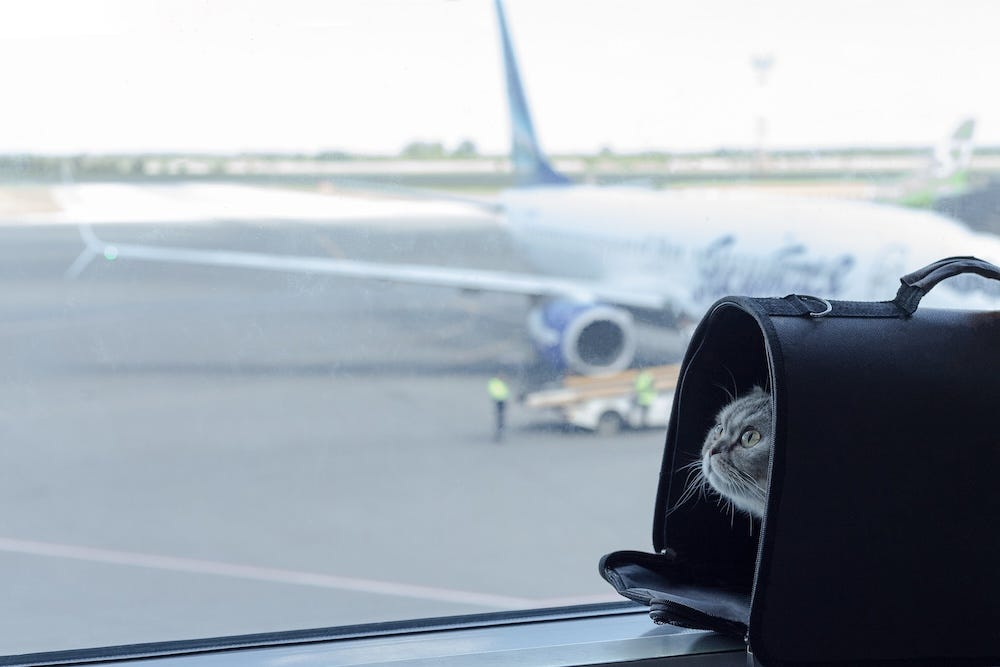 flying with a cat - cat in a carrier before taking the plane