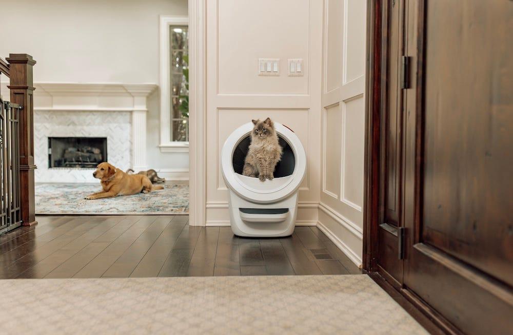 dog in different room with Litter-Robot