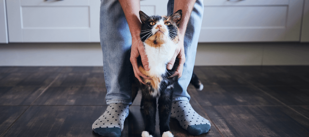 calico cat being pet next to person's legs