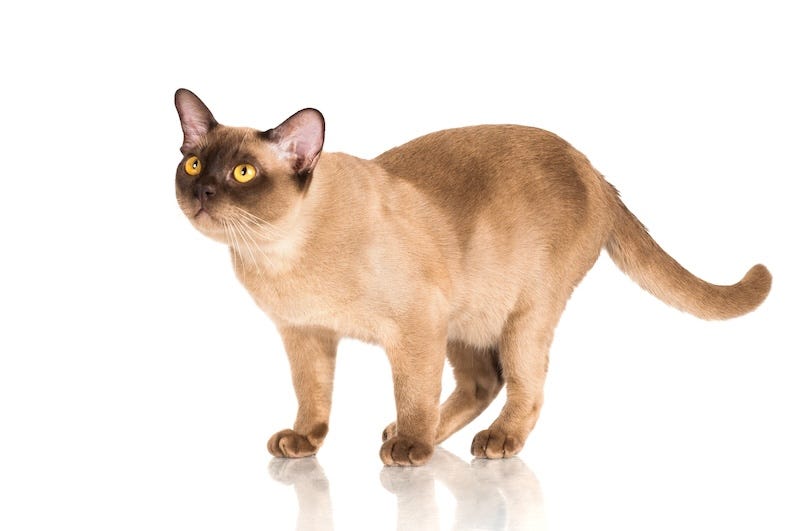 golden burmese cat color