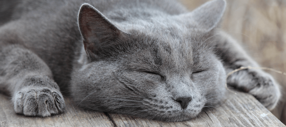 grey cat inside grey Litter-Robot