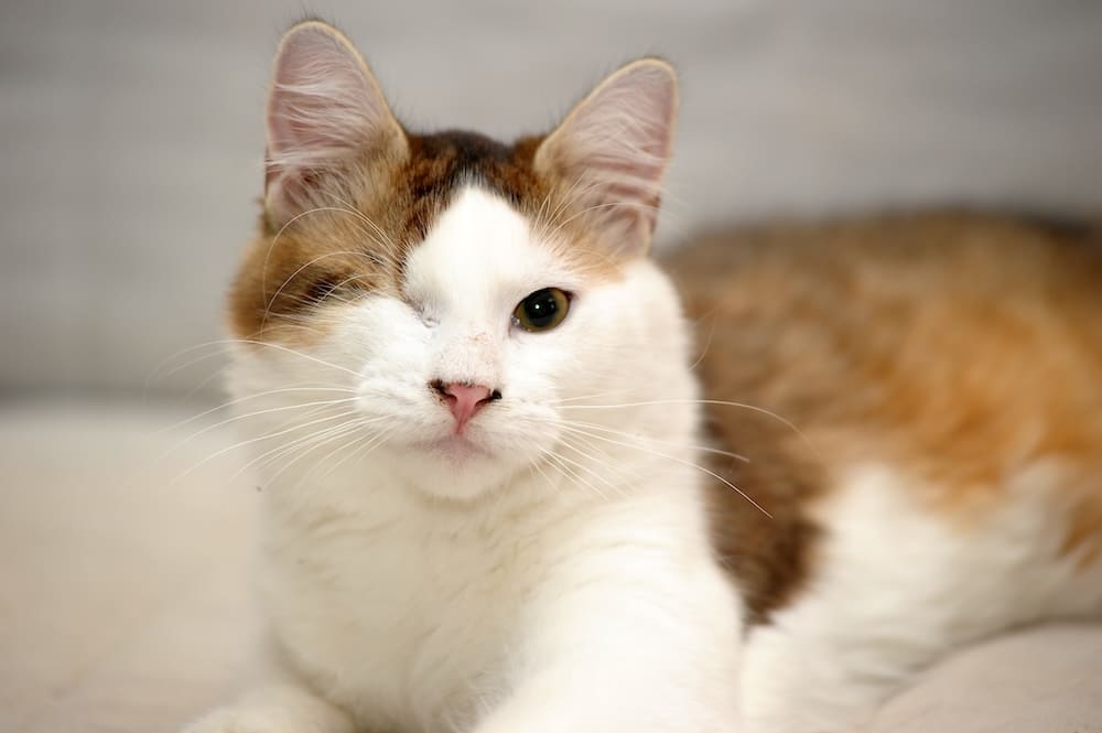 half blind cat needing special care