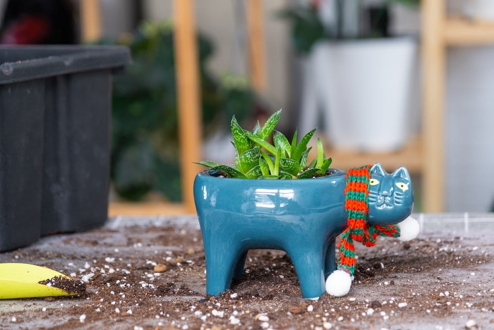 haworthia plant safe for cats