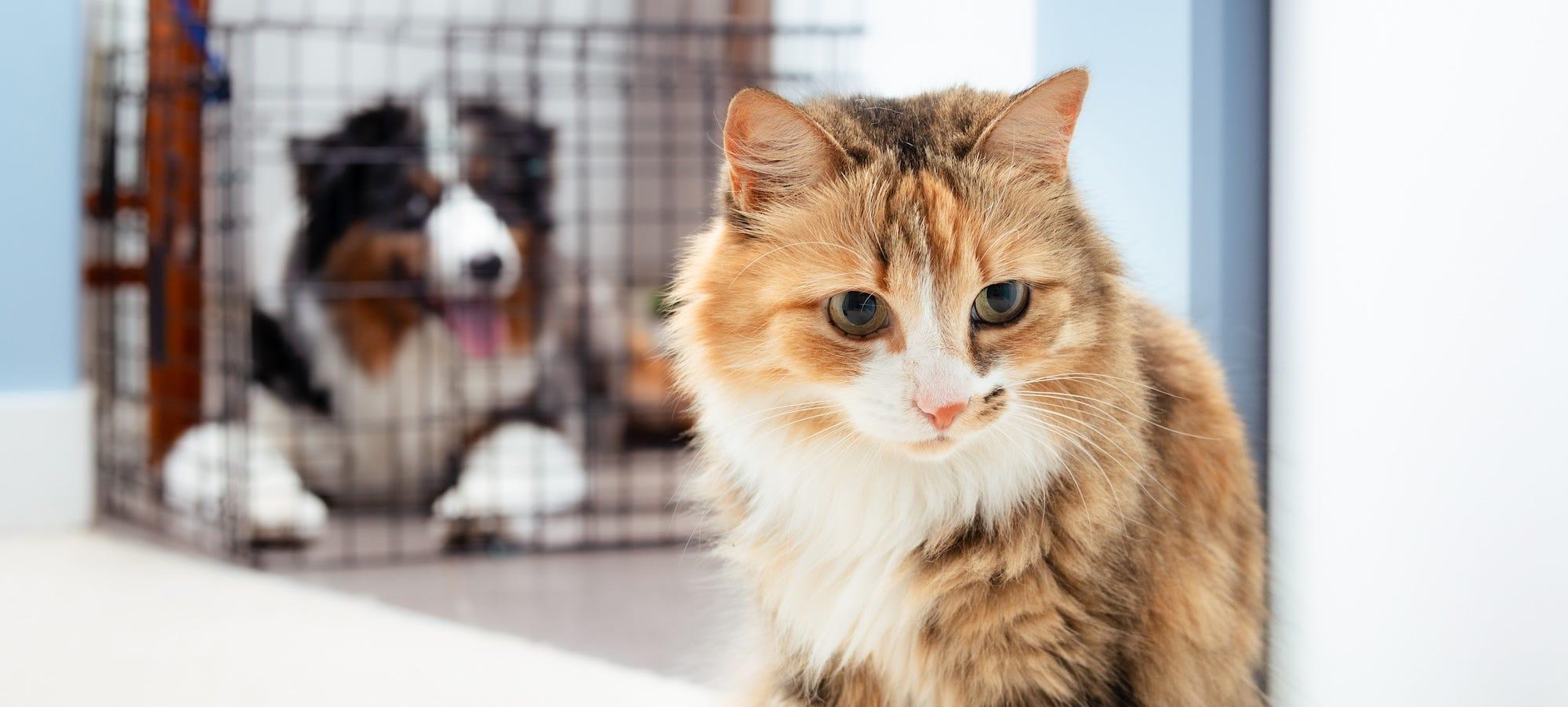 long-haired tabby cat in front of dog in crate
