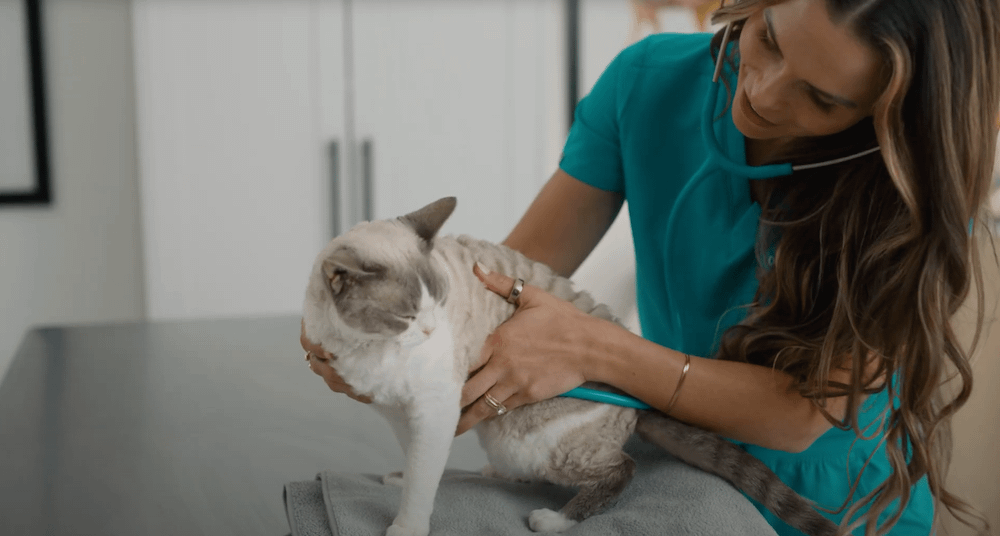 Dr. Anna Foster examining Devon Rex cat