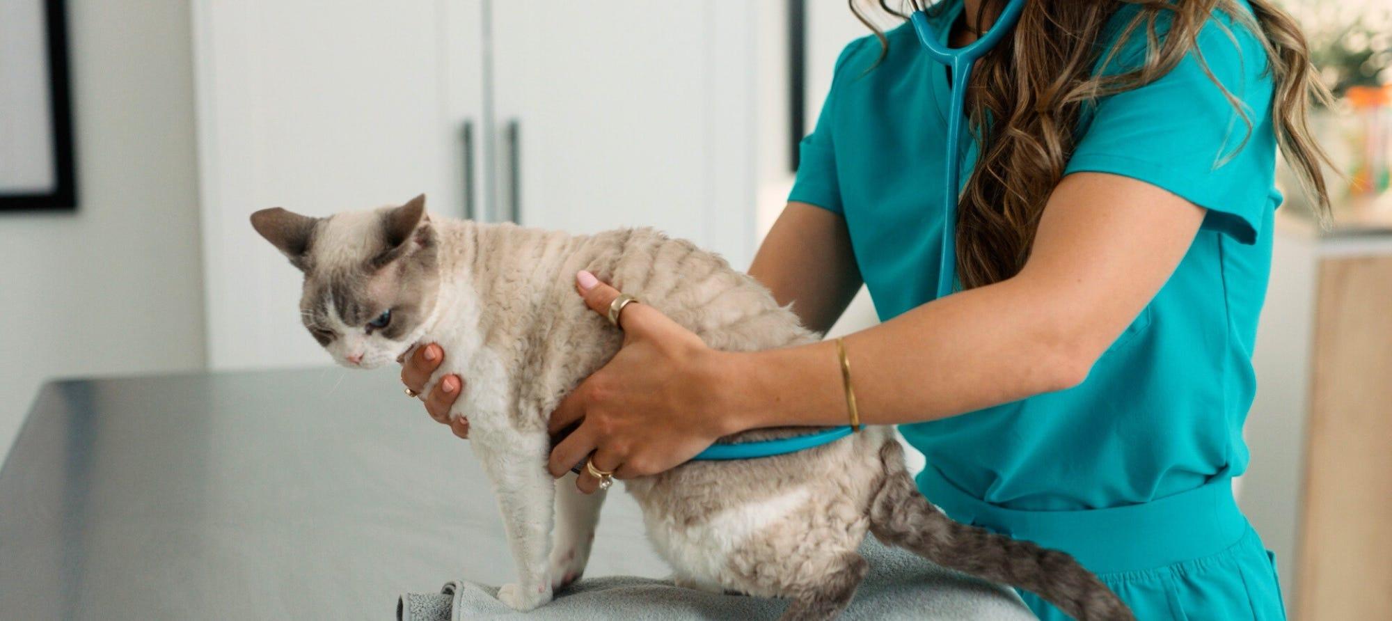veterinarian Anna Foster handling cat