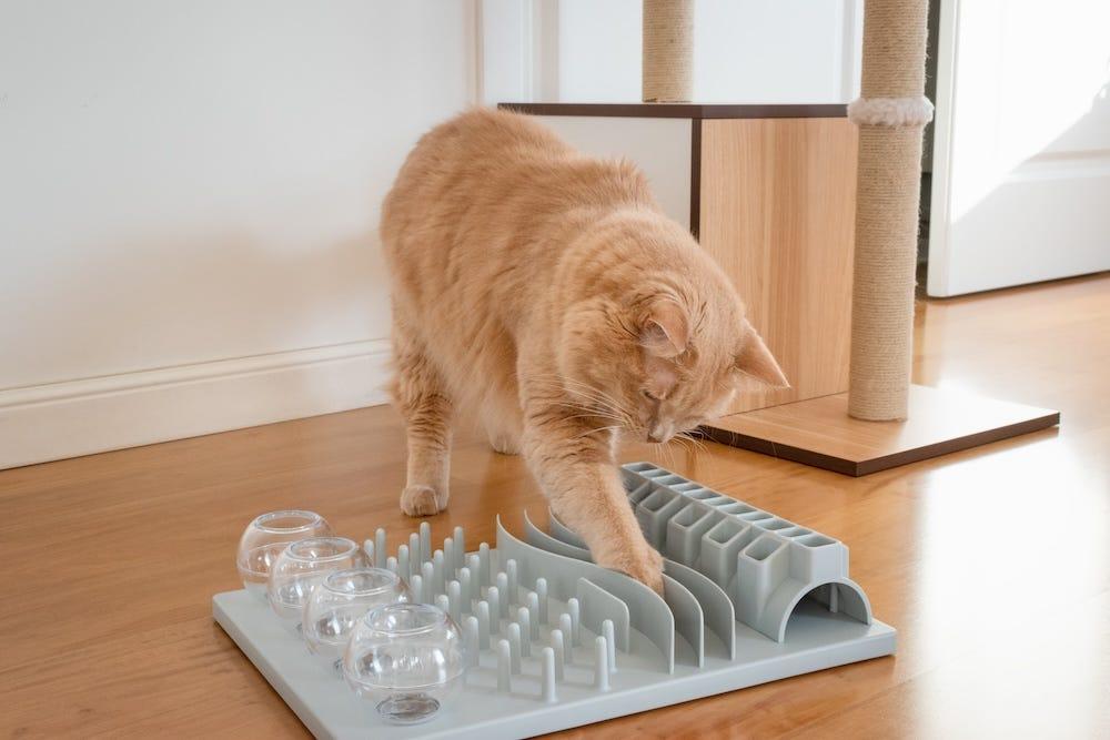 how to help cat lose weight with slow feeder