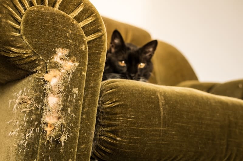 cat scratching furniture - ripped up couch from cat's claws